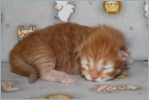 Male Siberian Kitten from Deedlebug Siberians